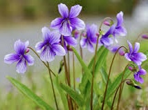 紫色の花が咲いている草の群れ